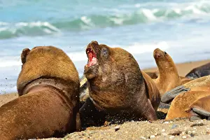 Sealion: Southern / Patagonian / South American Sea Lion