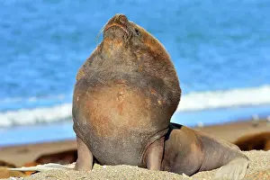 Sealion: Southern / Patagonian / South American Sea Lion