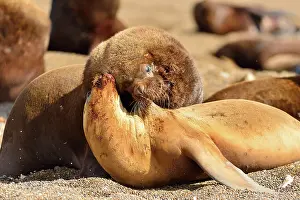 Sealion: Southern / Patagonian / South American Sea Lion