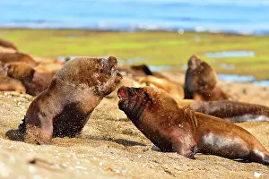 Sealion: Southern / Patagonian / South American Sea Lion