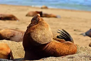 Sealion: Southern / Patagonian / South American Sea Lion