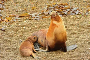 Sealion: Southern / Patagonian / South American Sea Lion