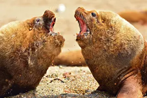Growling: Southern / Patagonian / South American Sea Lion