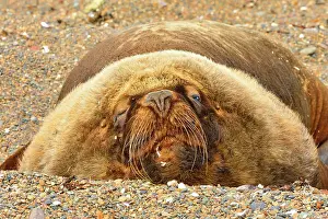 Sealion: Southern / Patagonian / South American Sea Lion - male -