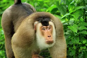 Nemestrina: Southern Pig-tailed Macaque