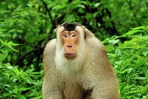 Nemestrina: Southern Pig-tailed Macaque