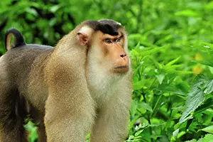 Nemestrina: Southern Pig-tailed Macaque