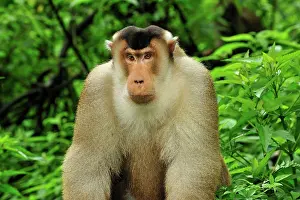 Nemestrina: Southern Pig-tailed Macaque