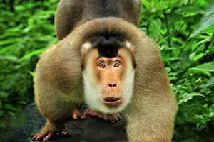 Nemestrina: Southern Pig-tailed Macaque