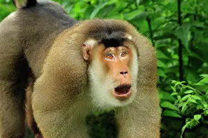Nemestrina: Southern Pig-tailed Macaque
