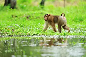Macaca: Southern Pig-tailed Macaque - male Tabin Wildlife