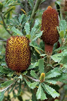 Banksia: Southern Plains Banksia flower