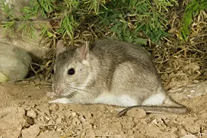 Neotoma: Southern Plains Woodrat