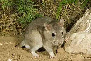 Neotoma: Southern Plains Woodrat