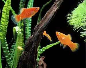 Xiphophorus: Southern Platy