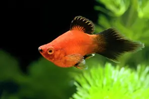 Xiphophorus: Southern Platyfish / Common Platy / Moonfish /