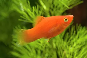 Xiphophorus: Southern Platyfish / Common Platy / Moonfish /