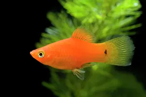 Xiphophorus: Southern Platyfish / Common Platy / Moonfish /