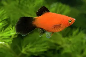 Xiphophorus: Southern Platyfish / Common Platy / Moonfish /