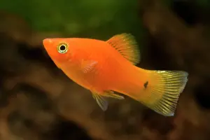 Xiphophorus: Southern Platyfish / Common Platy / Moonfish /
