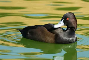 Netta: Southern Pochard