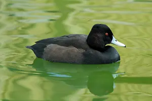 Netta: Southern Pochard