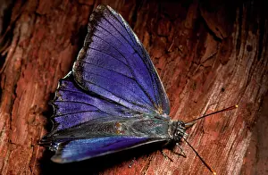 Camponotus: Southern purple azure butterfly - male that was