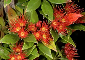 Metrosideros: Southern Rata in flower