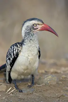 Erythrorhynchus: Southern Red-billed hornbill