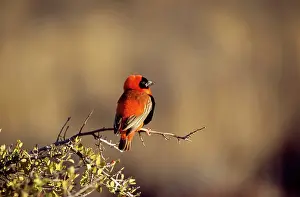 Euplectes: Southern Red BISHOP - male