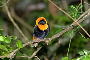 Euplectes: Southern Red Bishop - male in breeding plumage
