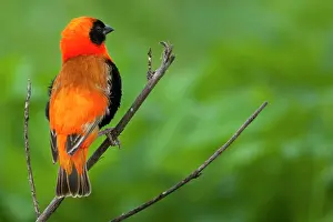 Backside: Southern red bishop, Serengeti National