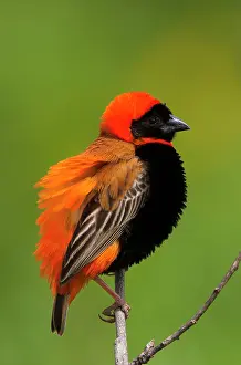 Euplectes: Southern red bishop, Serengeti National