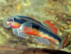Redbelly: Southern Redbelly Dace