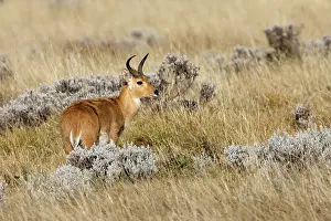 Redunca: Southern Reedbuck