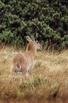 Redunca: Southern Reedbuck
