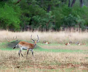 Redunca: Southern Reedbuck
