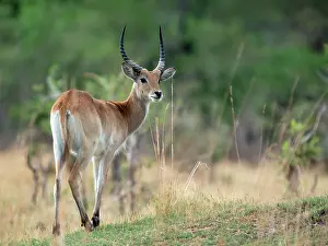 Redunca: Southern Reedbuck