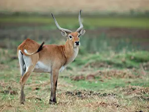 Redunca: Southern Reedbuck