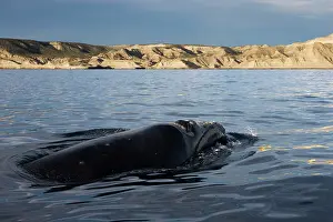 Eubalaena: Southern Right whale