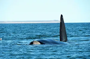 Eubalaena: Southern Right Whale