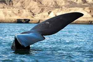 Eubalaena: Southern Right Whale