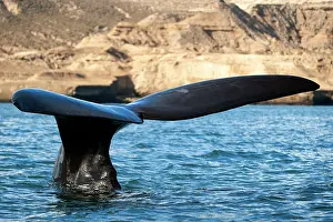 Eubalaena: Southern Right Whale