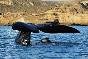 Eubalaena: Southern Right Whale