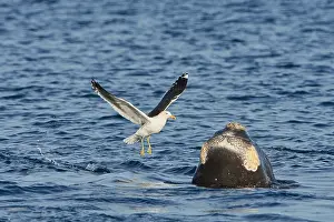 Augustin Esmoris: Southern Right Whale