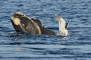 Augustin Esmoris: Southern Right Whale
