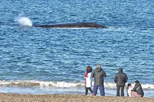 Augustin Esmoris: Southern Right Whale