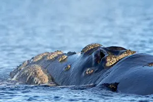 Augustin Esmoris: Southern Right Whale