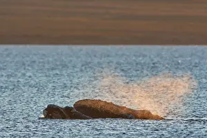 Augustin Esmoris: Southern Right Whale