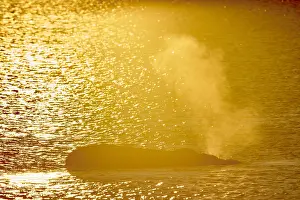 Augustin Esmoris: Southern Right Whale